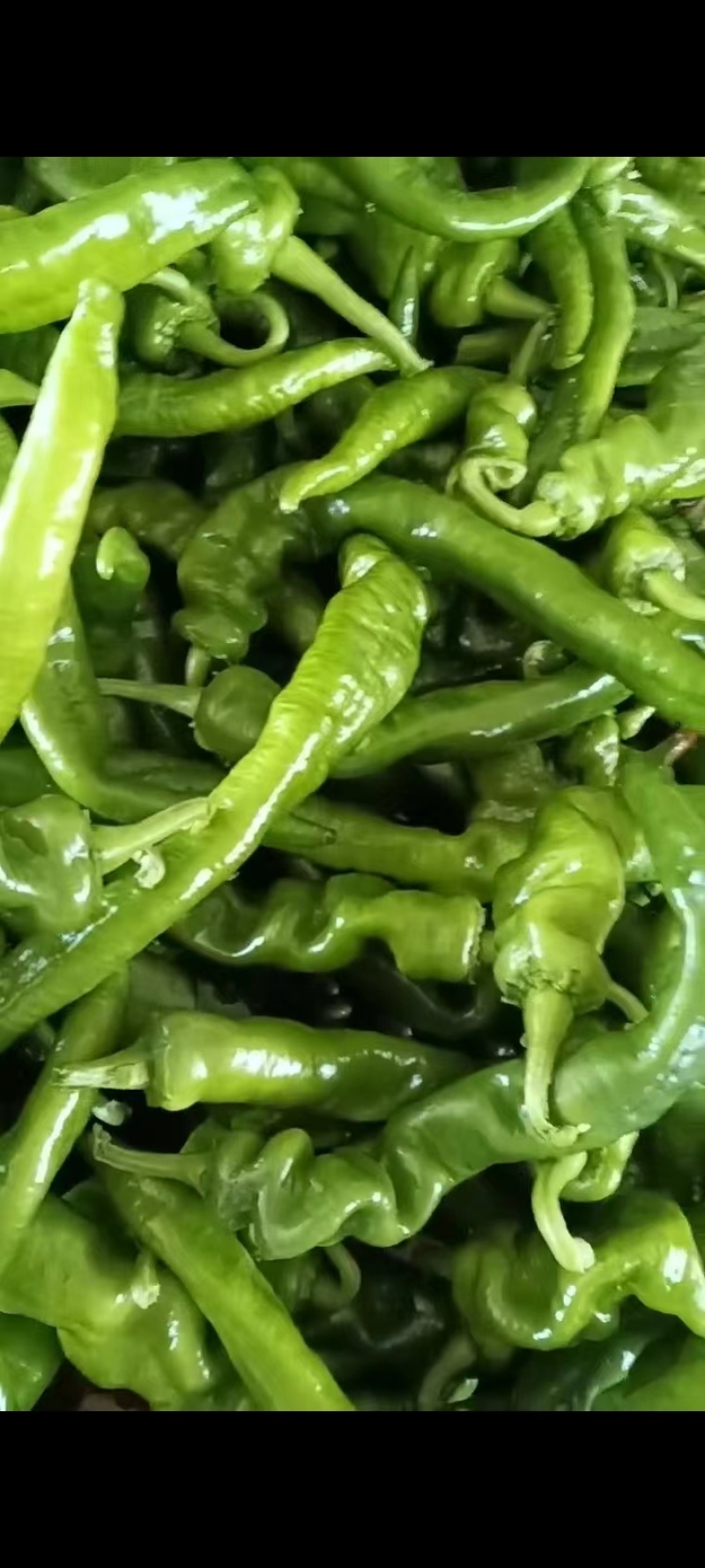 【中陇辣椒】螺丝椒陇椒鲜辣椒苏椒欢迎来电