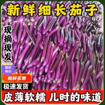【紫茄】新鲜茄子时令长线茄子细紫色茄子土茄子