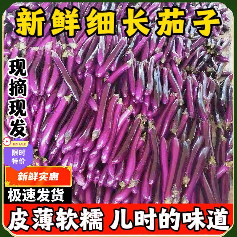 【紫茄】新鲜茄子时令长线茄子细紫色茄子土茄子