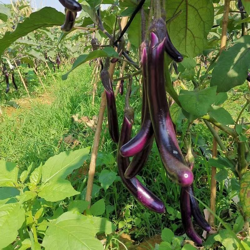 【紫茄】新鲜茄子时令长线茄子细紫色茄子土茄子