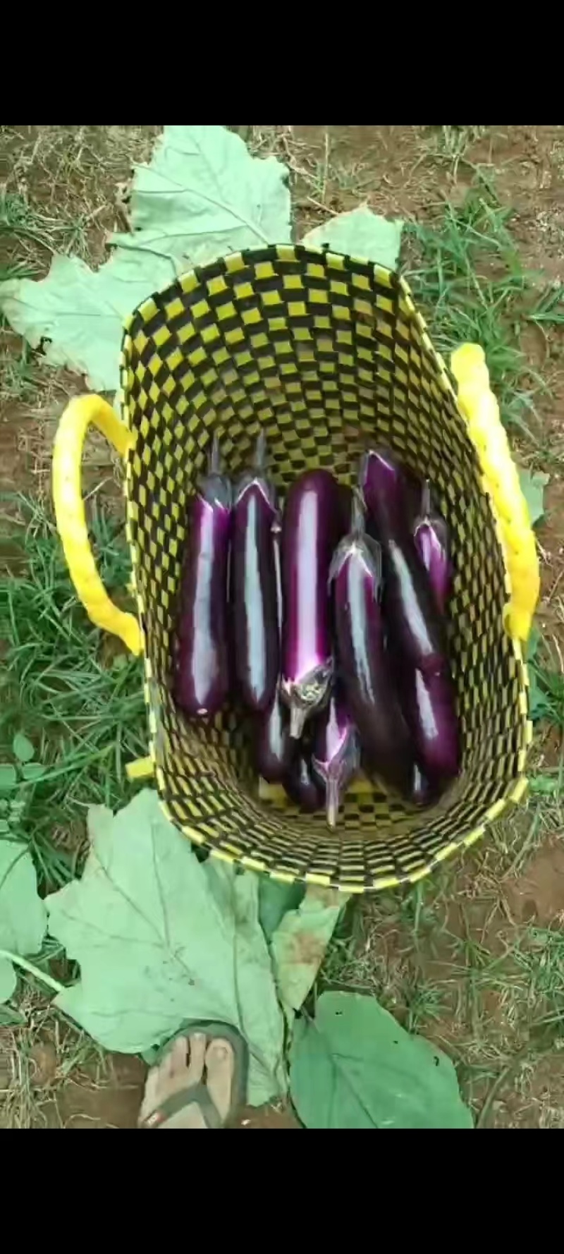 【紫茄】新鲜茄子时令长线茄子细紫色茄子土茄子