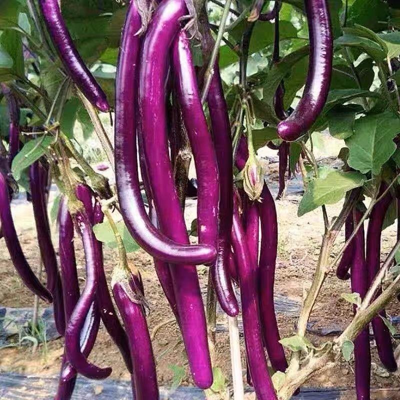 【紫茄】新鲜茄子时令长线茄子细紫色茄子土茄子