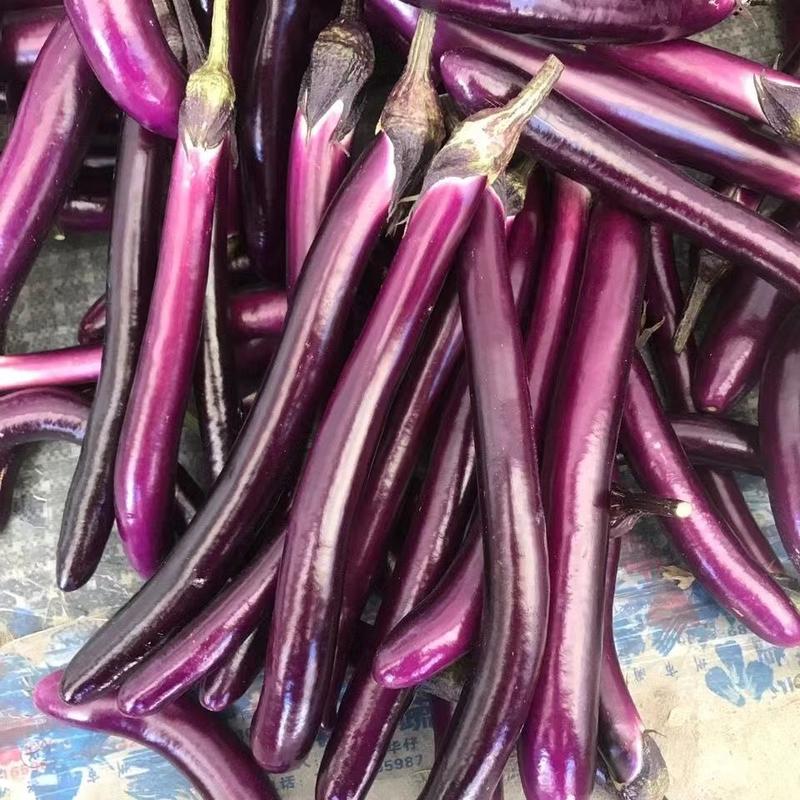 【紫茄】新鲜茄子时令长线茄子细紫色茄子土茄子
