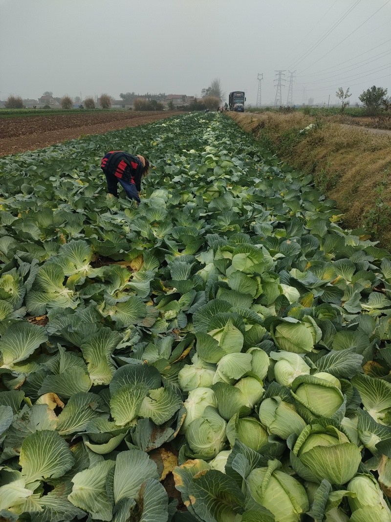 包菜（平包扁包菜）京丰湖北代收代发货，量大价低
