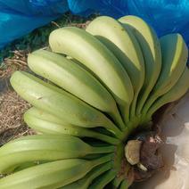 产地大量香蕉精品货