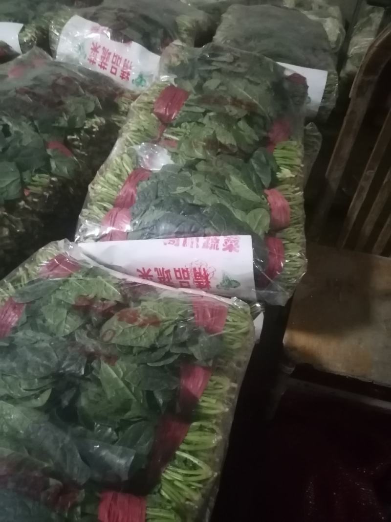 乐奇原产地大叶菠菜直供处！一线采购员