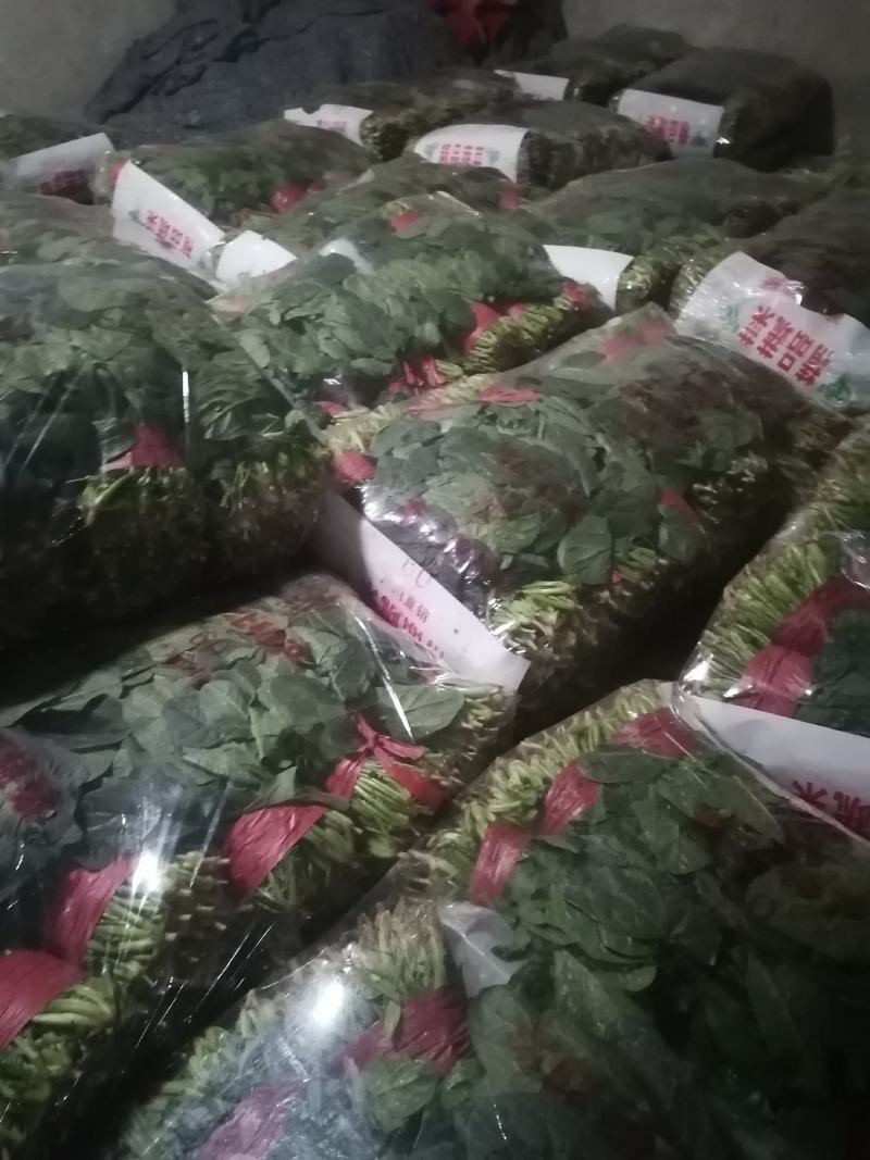 乐奇原产地大叶菠菜直供处！一线采购员
