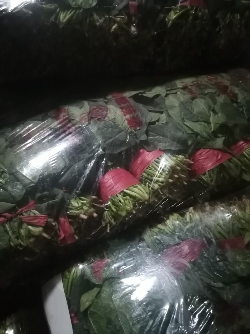 乐奇原产地大叶菠菜直供处！一线采购员