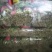 乐奇原产地大叶菠菜直供处！一线采购员
