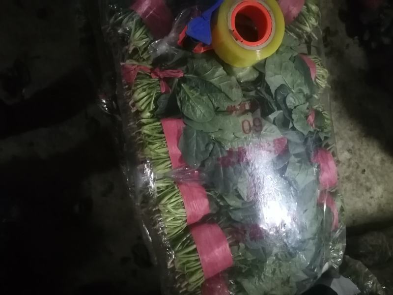 乐奇原产地大叶菠菜直供处！一线采购员