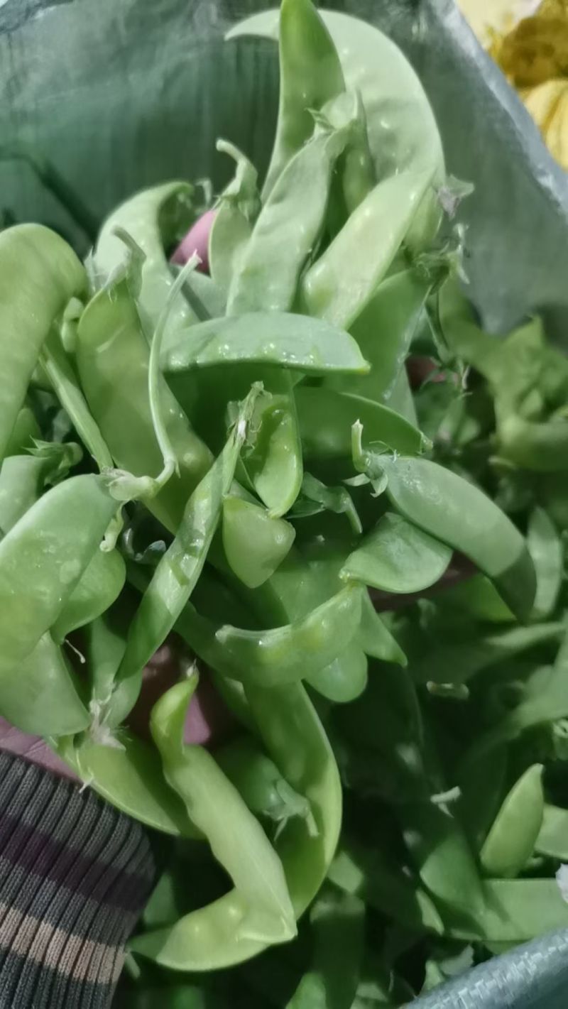荷兰豆