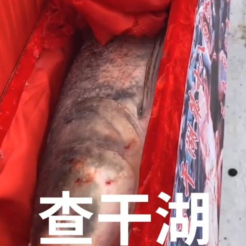 139万头鱼
