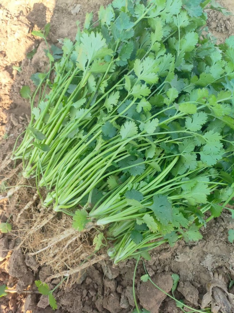铁杆青香菜冷库货大量出售，供应全国市场，电商……