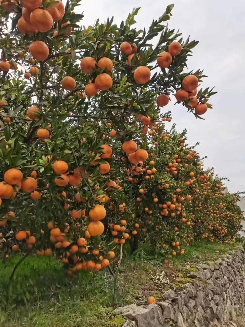 芦柑大量上市中，一手货源充足量大从优，价格便宜