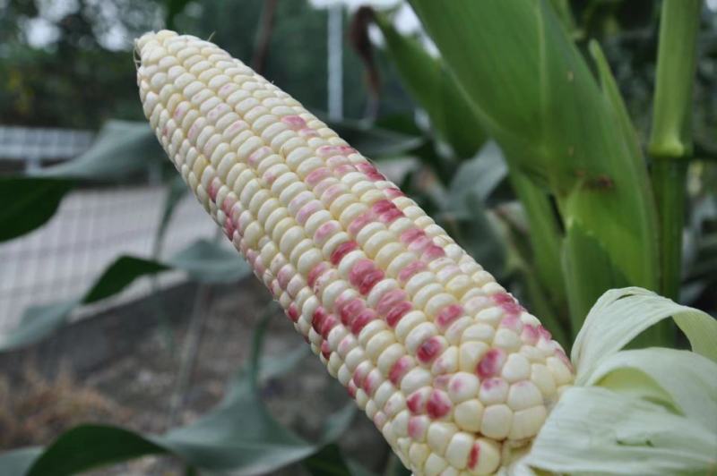 玉米种子彩甜糯6号国审大棒大粒甜美可口适应性广产量高