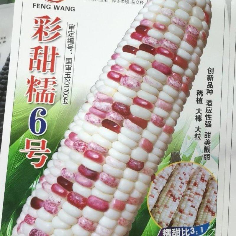 玉米种子彩甜糯6号国审大棒大粒甜美可口适应性广产量高