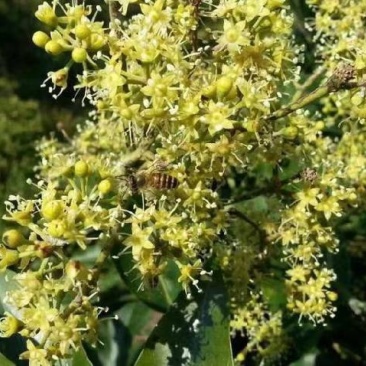 农家深山土蜂冬蜜（鸭脚木蜜）