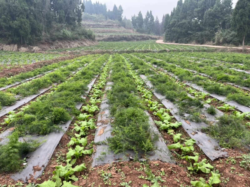 广西大天冬种子，包发芽提供育苗种植技术，基地直销。