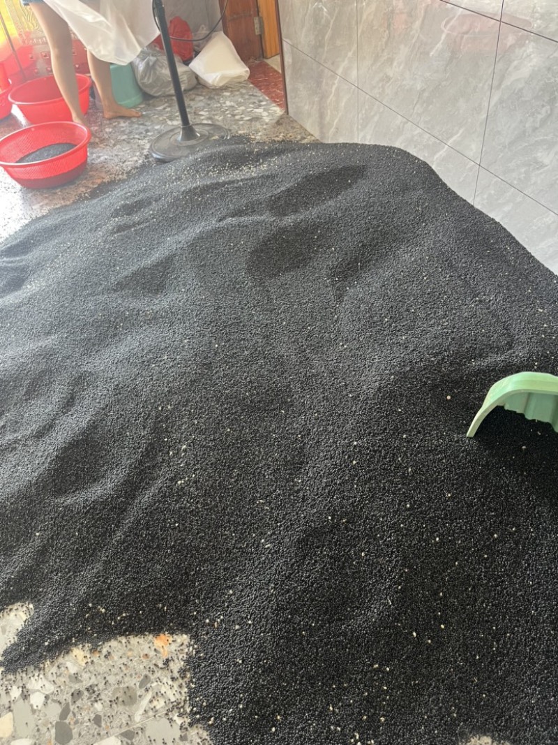 广西大天冬种子，包发芽提供育苗种植技术，基地直销。