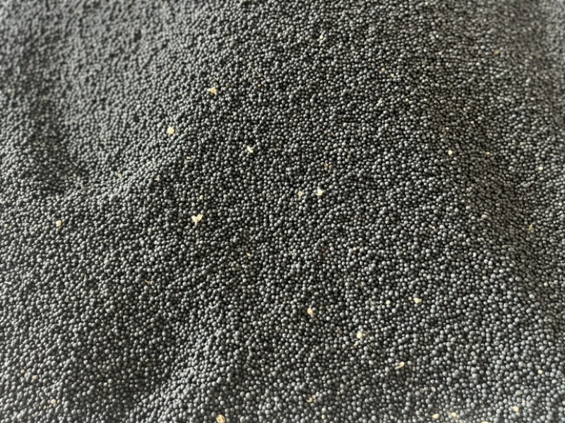 广西大天冬种子，包发芽提供育苗种植技术，基地直销。