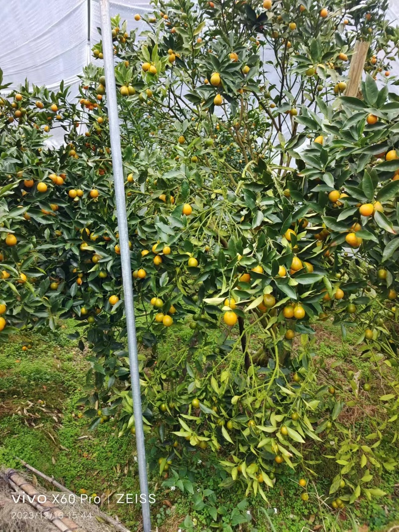 【融安脆蜜金桔】广西融安脆蜜金桔普通果一件代发量大优惠
