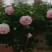 紫斑牡丹花树
