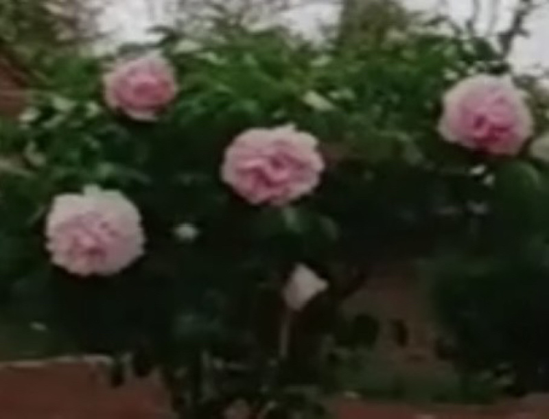紫斑牡丹花树