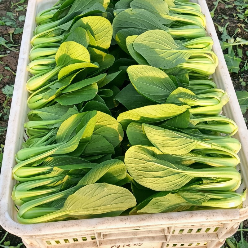 {牛商推荐}上海青大量上市，量大从优，欢迎来电