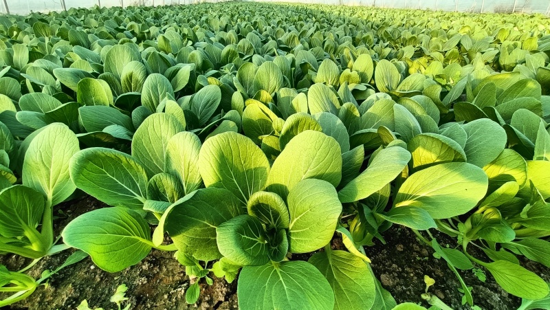 {牛商推荐}上海青大量上市，量大从优，欢迎来电