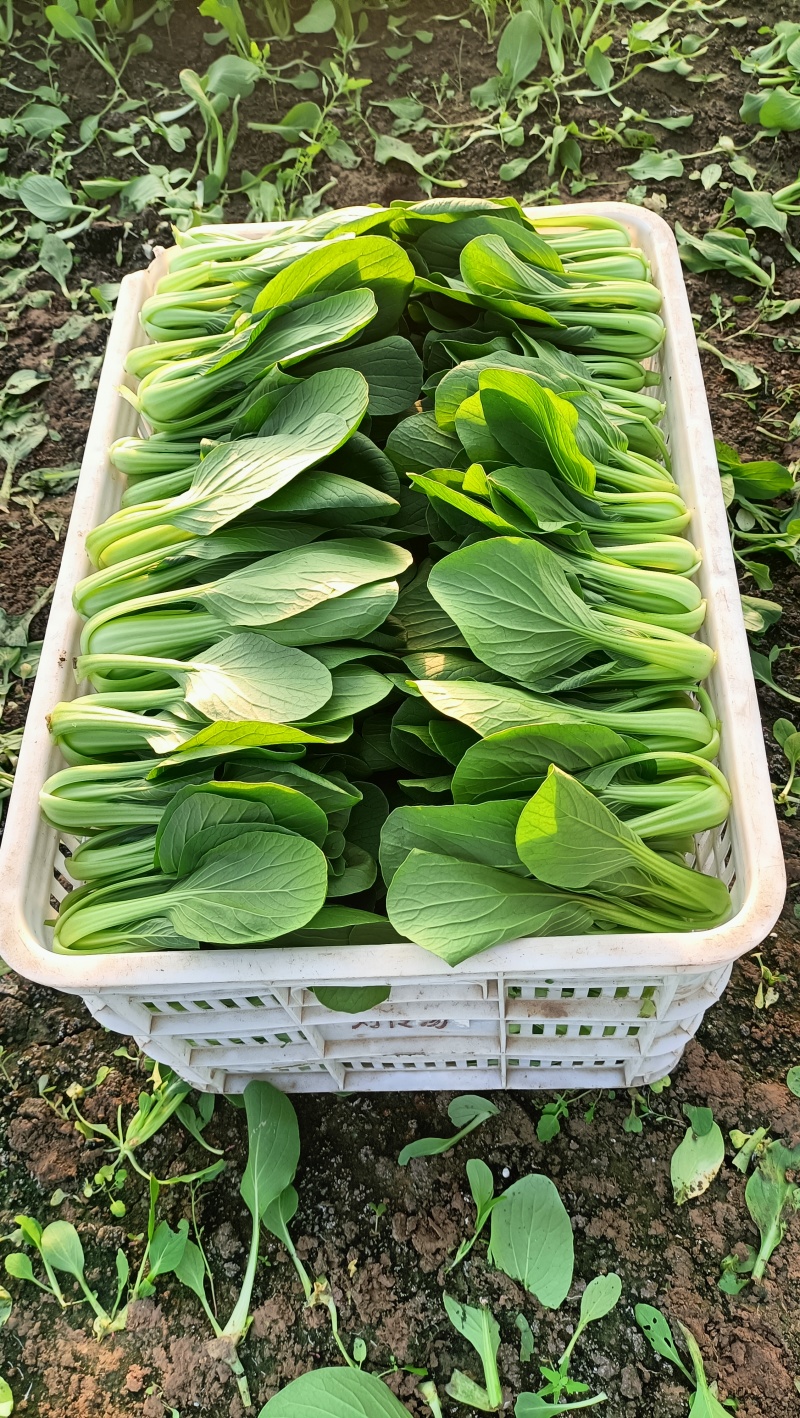 {牛商推荐}上海青大量上市，量大从优，欢迎来电