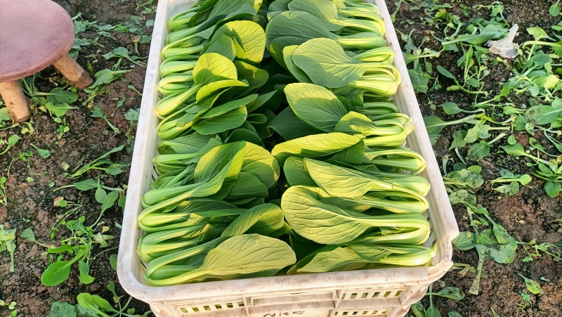 {牛商推荐}上海青大量上市，量大从优，欢迎来电