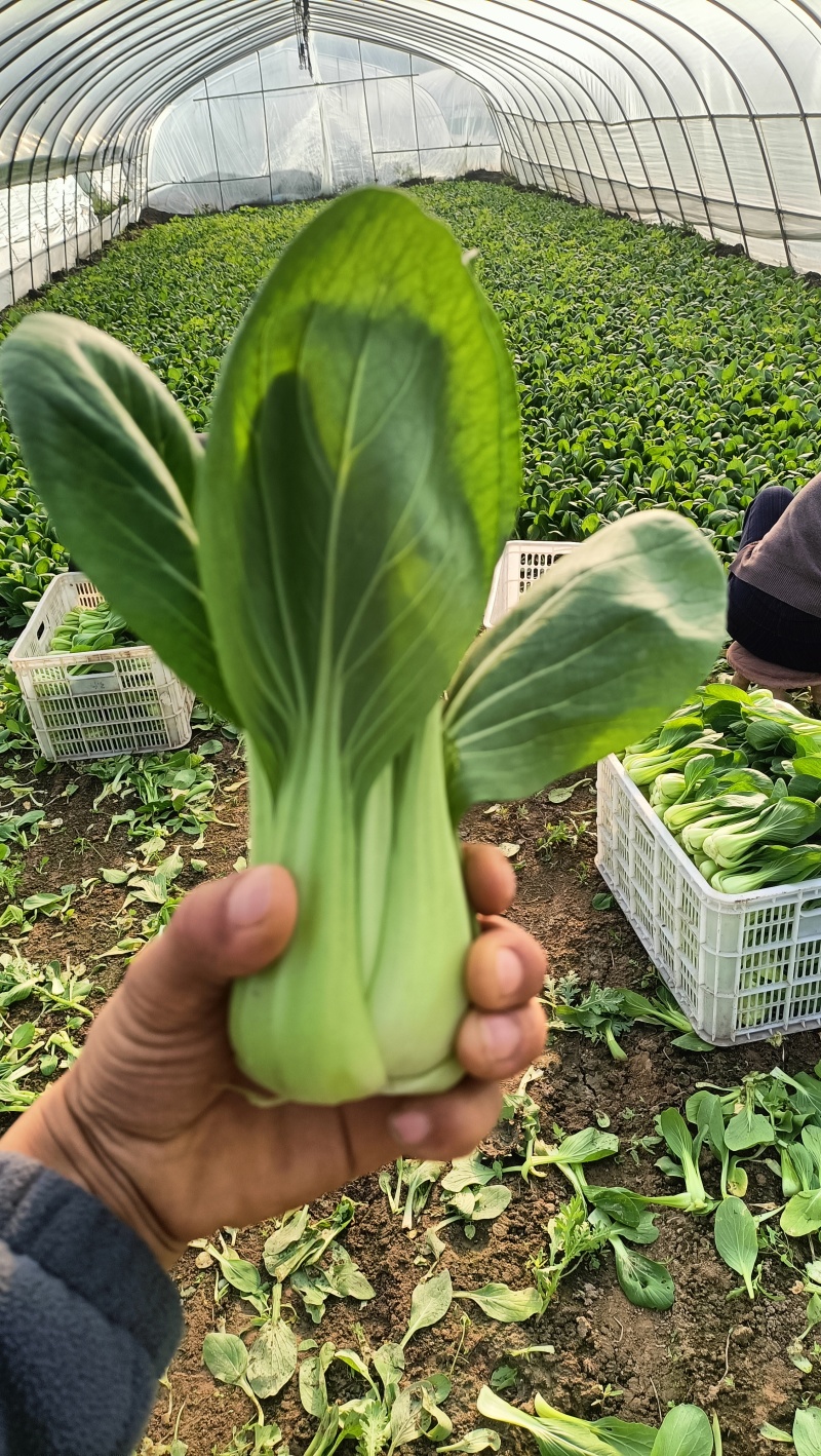 {牛商推荐}上海青大量上市，量大从优，欢迎来电