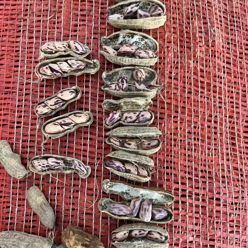各位老总七彩花生大量现货价格实惠，货源充足，可以长期合作