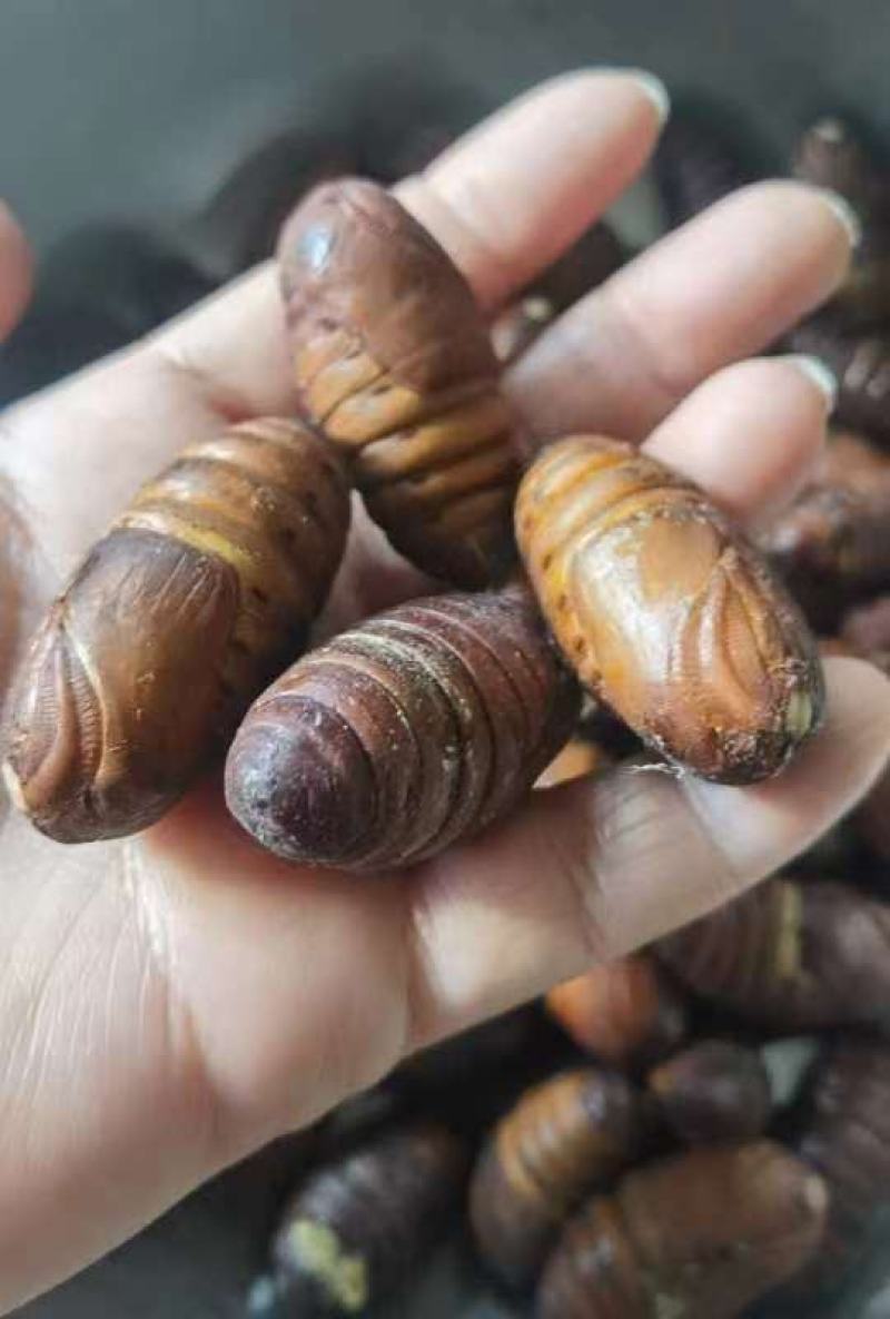 东北优质蚕蛹，规格齐全，货源稳定价格优惠品质保证欢迎致电