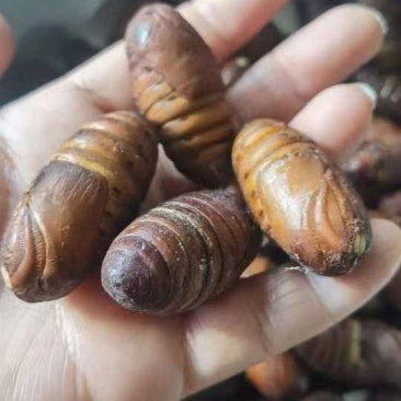 东北优质蚕蛹，大黄蛹大量供应，质量保障，可视频看货欢迎致电