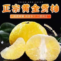 黄金贡柚高山种植，个大瀑汁纯甜无酸全国发货中