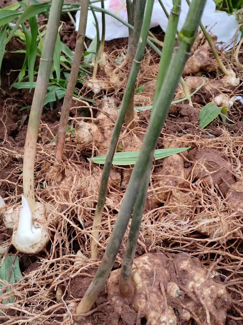 多花黄精芽头基地一手货源对接大型批发商欢迎来电咨询