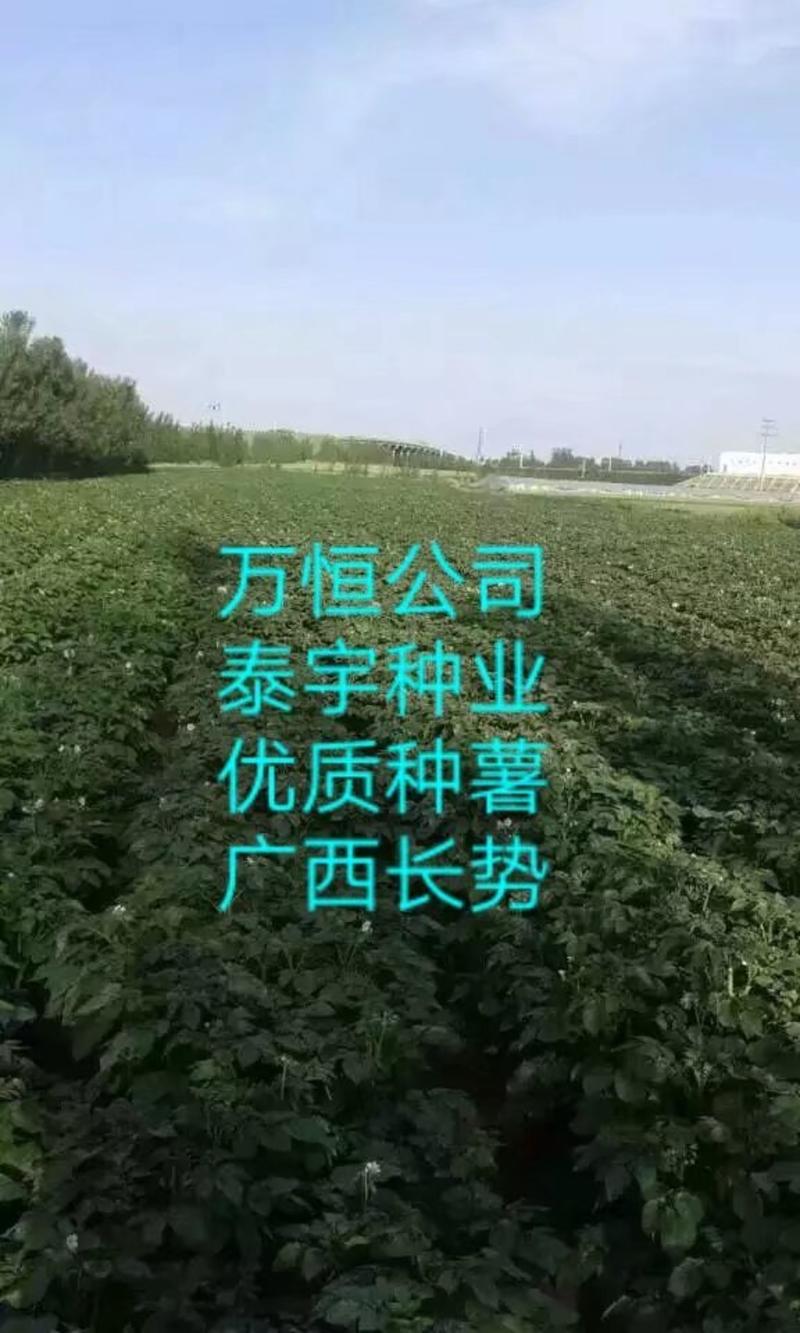 优质脱毒土豆种子！产量高、抗病强！免费提供种植技术！