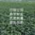 优质脱毒土豆种子！产量高、抗病强！免费提供种植技术！