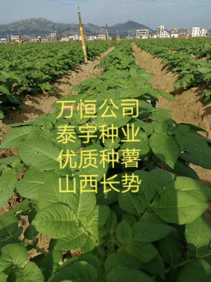 优质脱毒土豆种子！产量高、抗病强！免费提供种植技术！