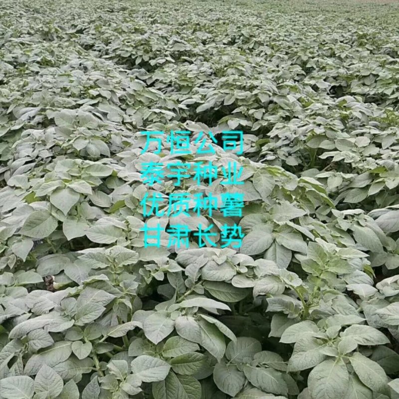 适合四季种植脱毒原种！产量高、抗病强！免费提供种植技术