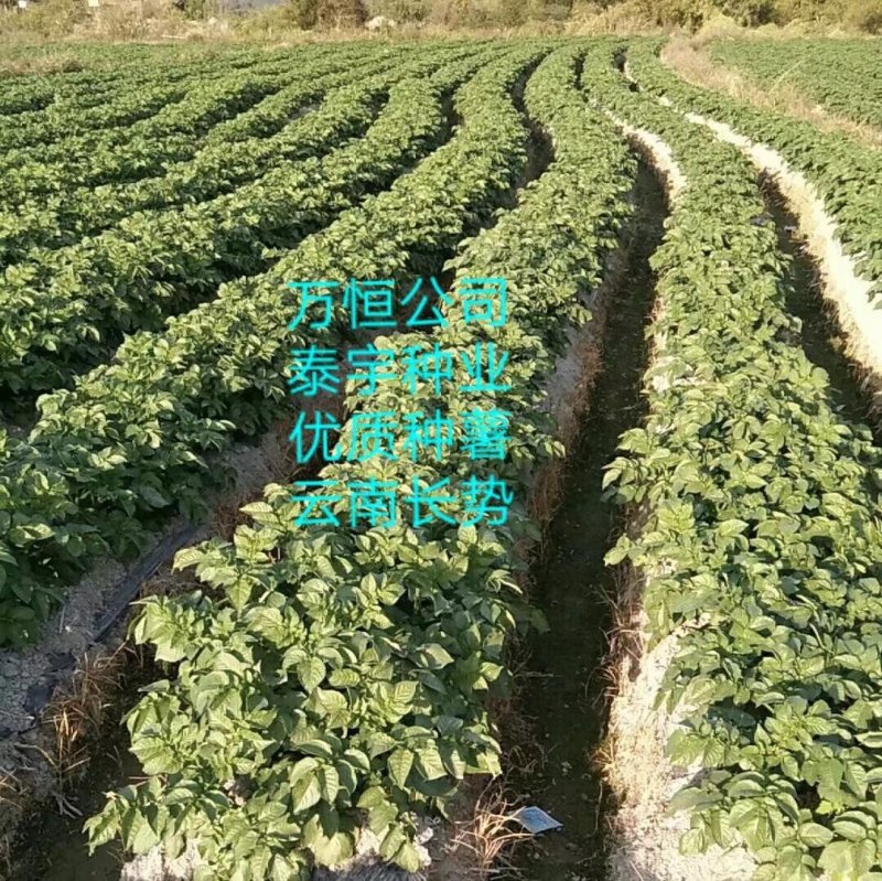 适合四季种植脱毒原种！产量高、抗病强！免费提供种植技术