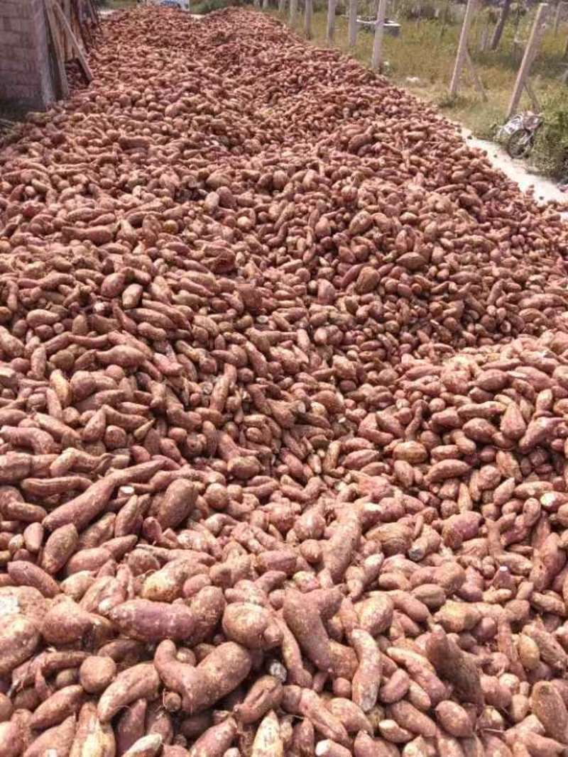 河北精品红薯粉条，产地一手货源，自家晾晒，包装可选