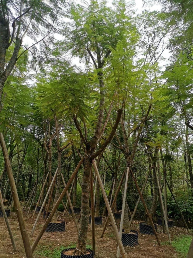 蓝花楹