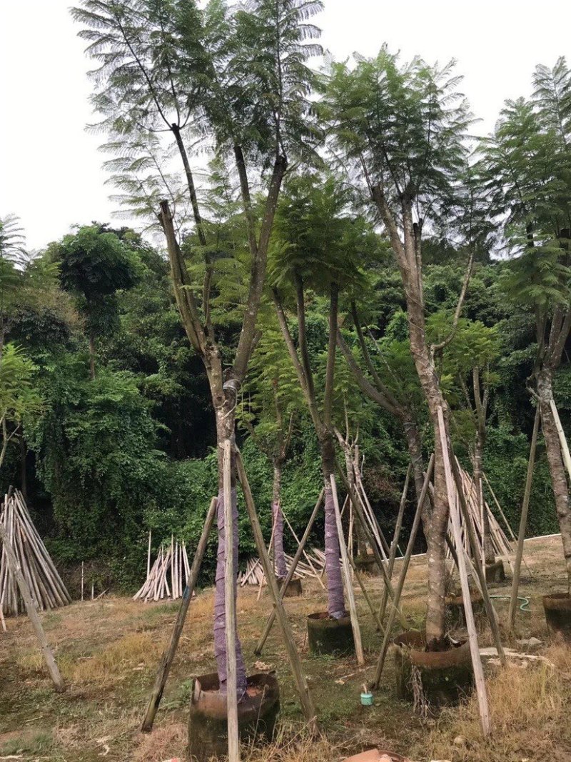 蓝花楹