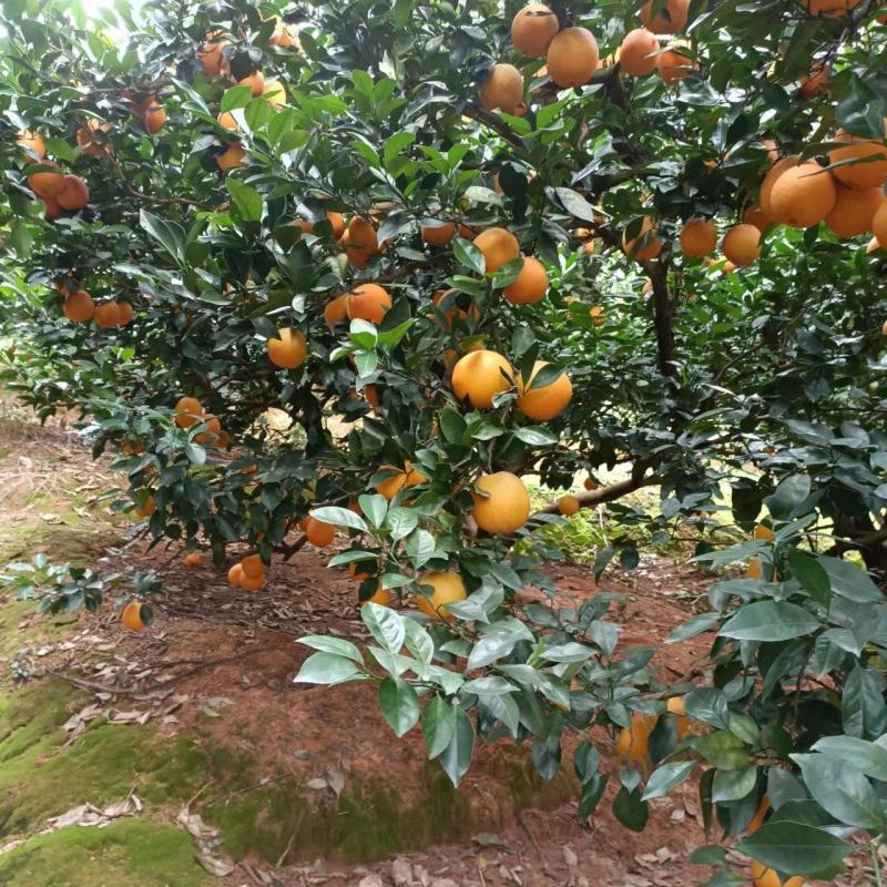 赣南信丰脐橙