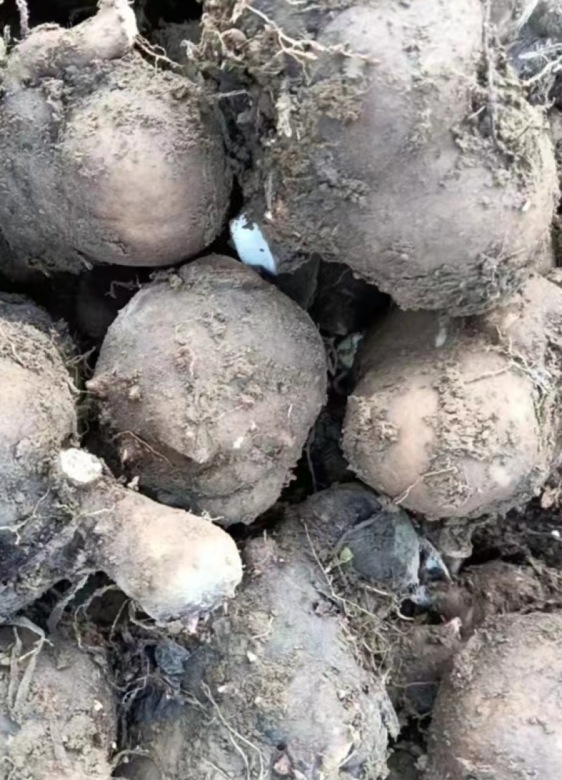 湖北精品魔芋大量供货，货源充足稳定，规格多样可选量大从优