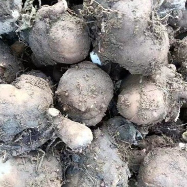 湖南精品魔芋种子，基地种植，一手货源，规格多样可选