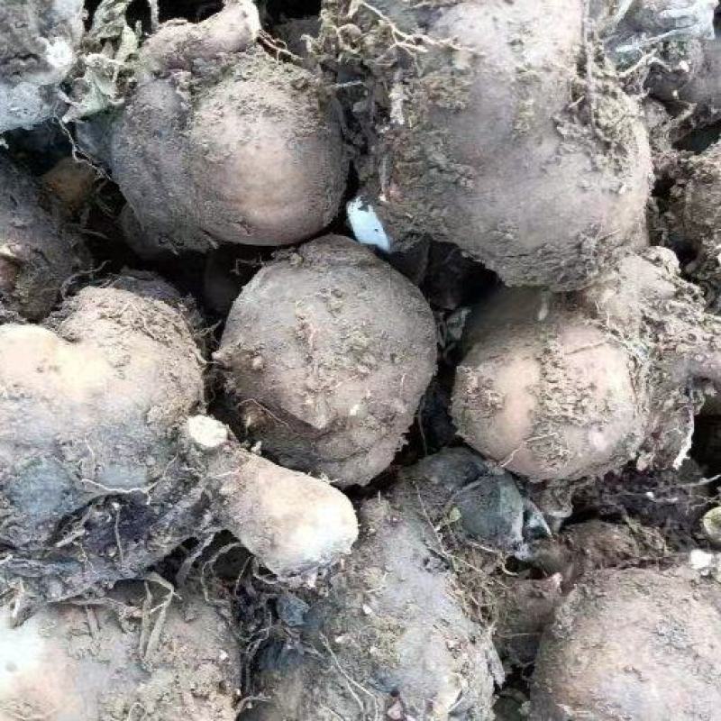湖南精品魔芋种子，基地种植，一手货源，规格多样可选