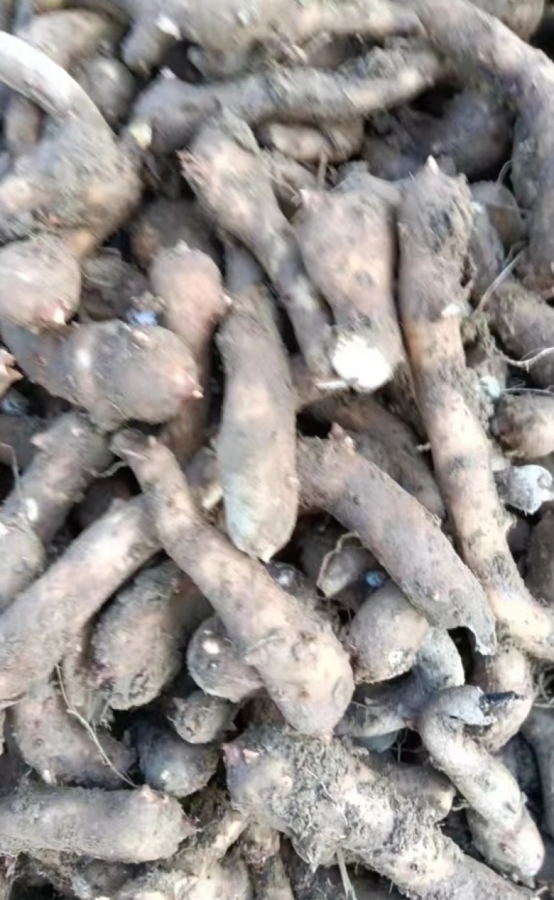 湖南精品魔芋种子，基地种植，一手货源，规格多样可选